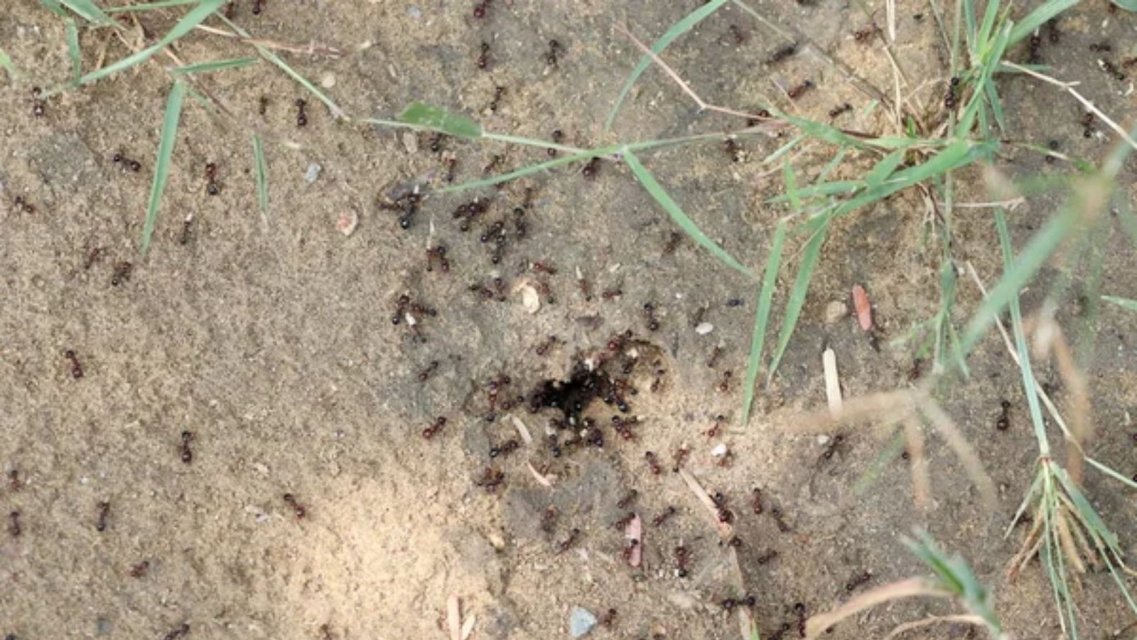 Keep Your Lawn Ant-Free With These Simple Ant Hill Solutions
