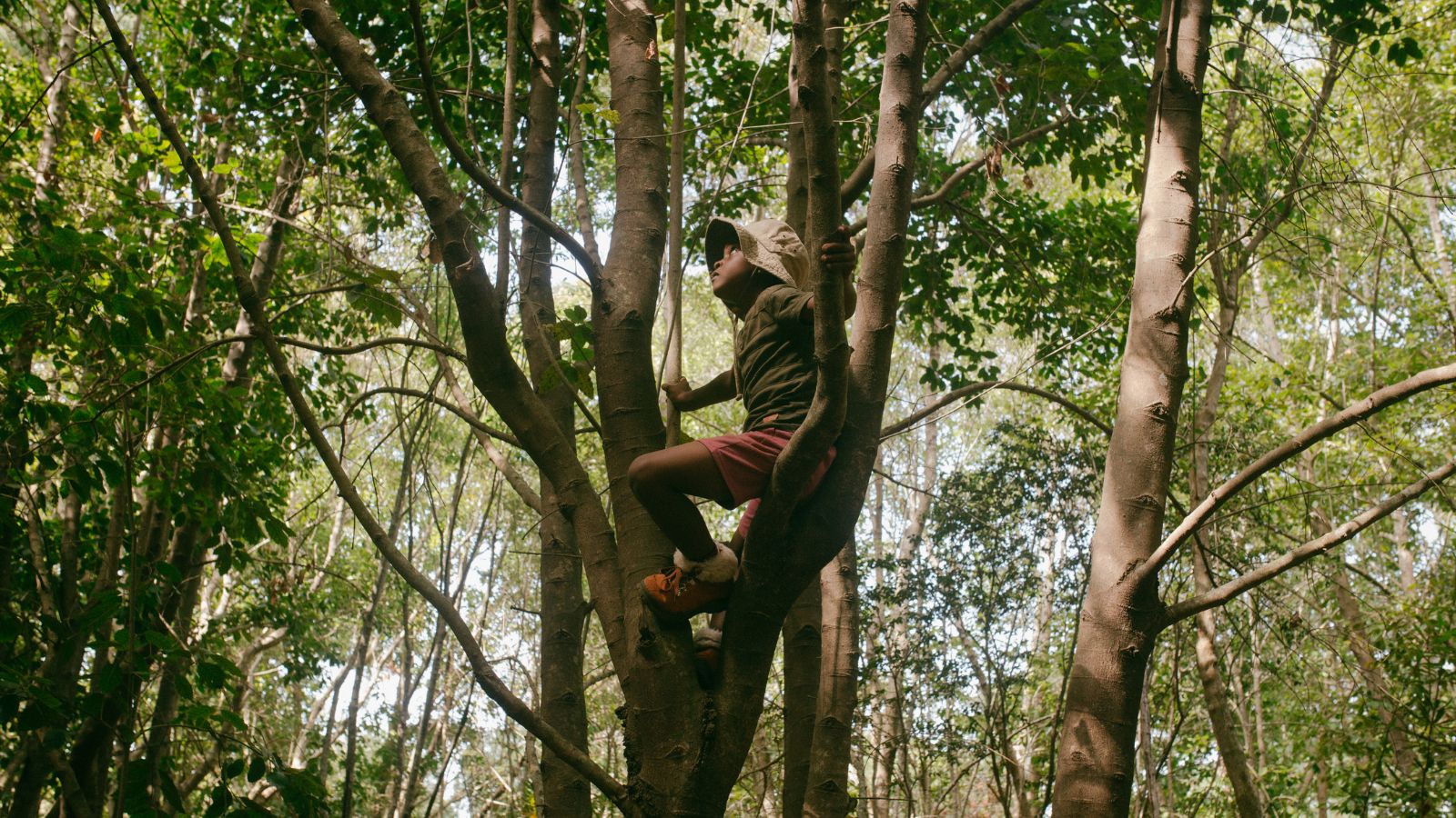 Climb Trees