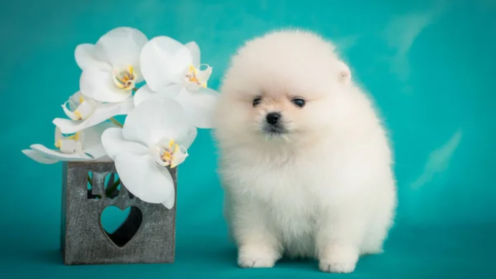 Coton de Tulear