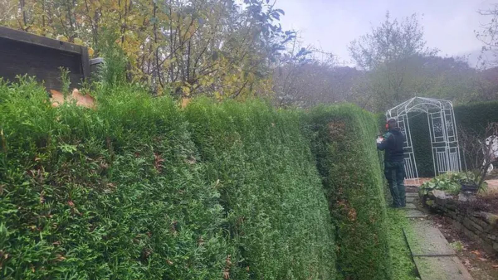 Dead or Overgrown Landscaping