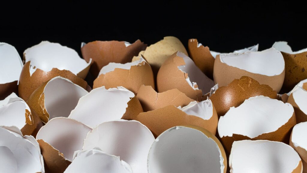 Eggshells 1