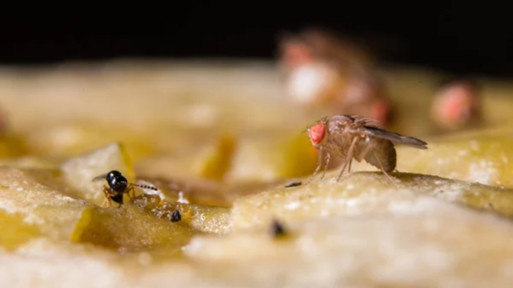 Fruit Flies
