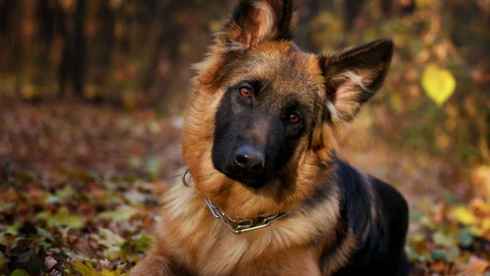 German Shepherd (1)