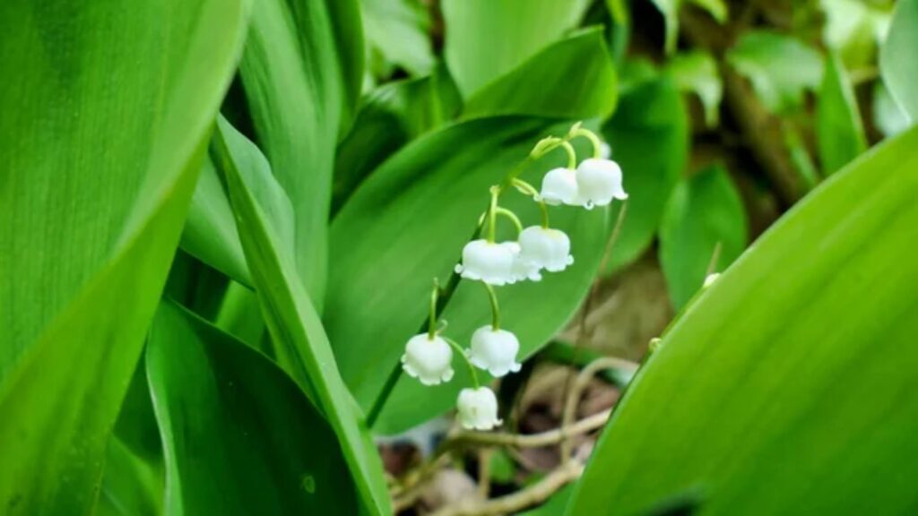 Lily of the Valley