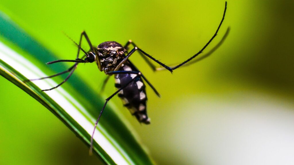 Mosquitoes