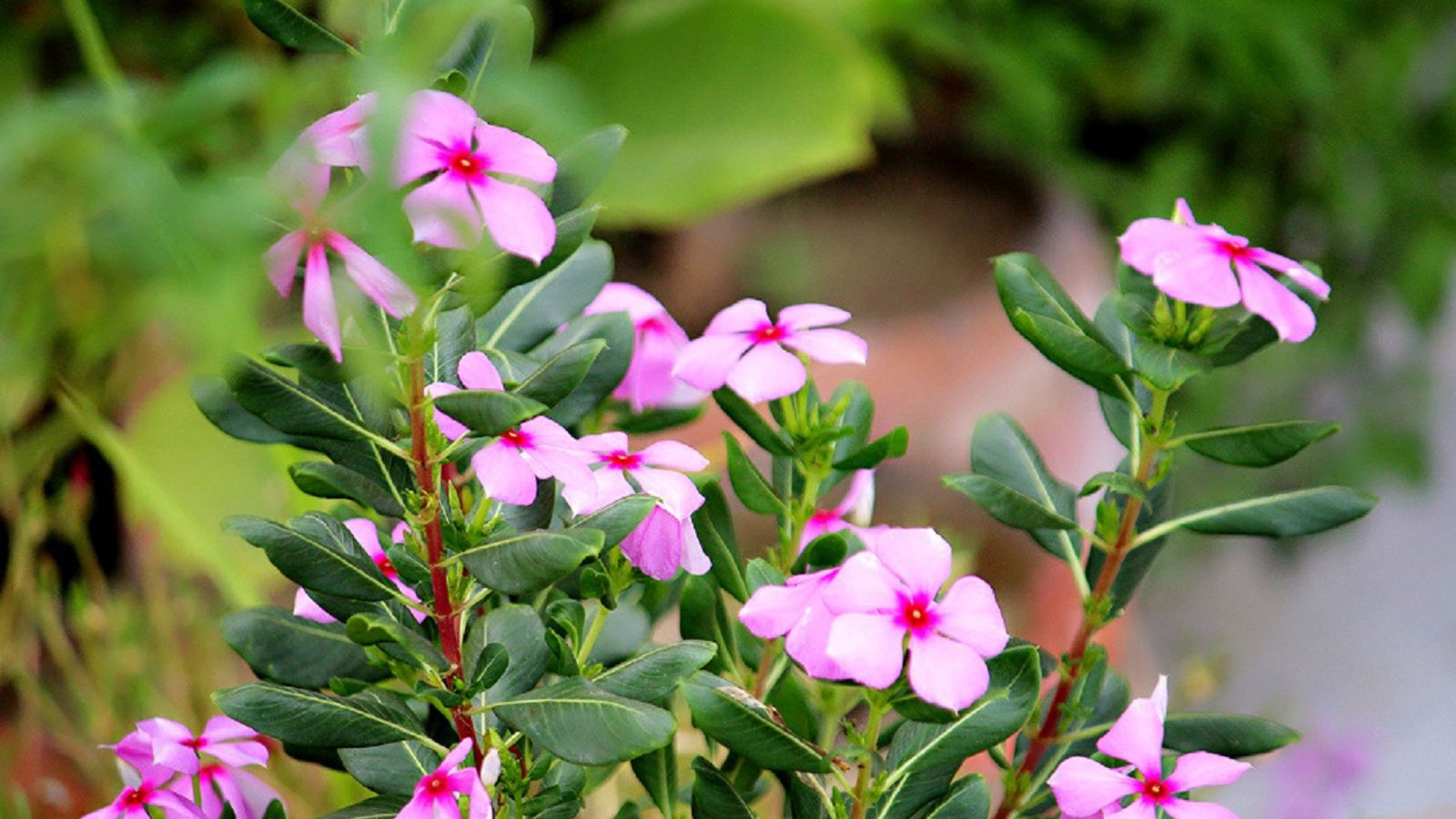 14 Flowers and Ground Covers That Keep Weeds in Check and Bees Busy