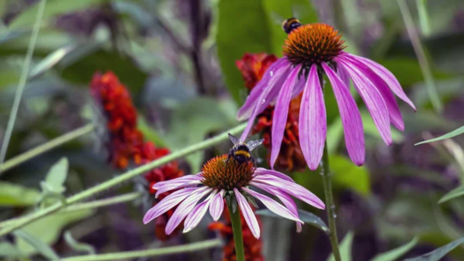 Purple Coneflower