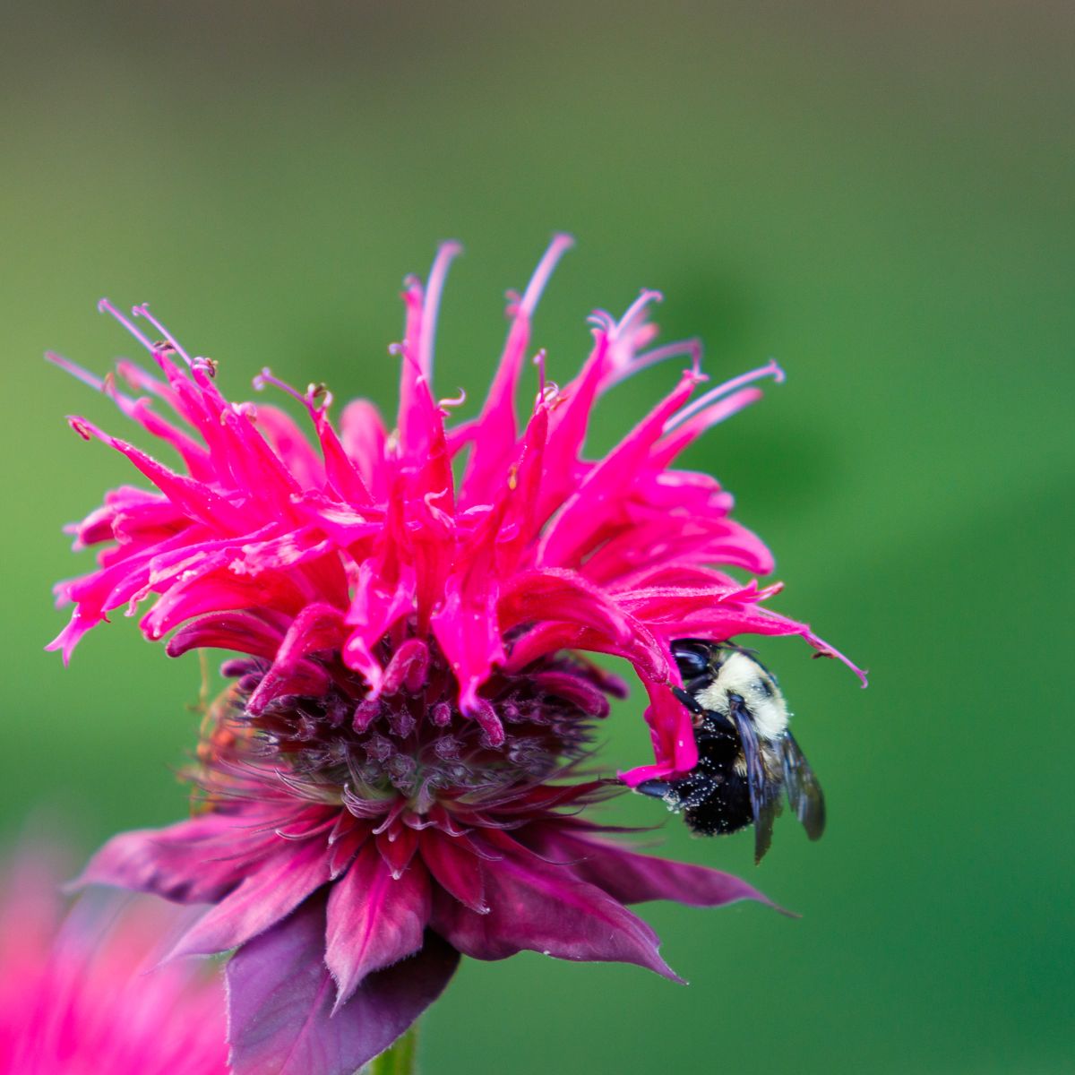 These Pollinator-Friendly Plants Filled My Garden With Bees, Butterflies, and Hummingbirds