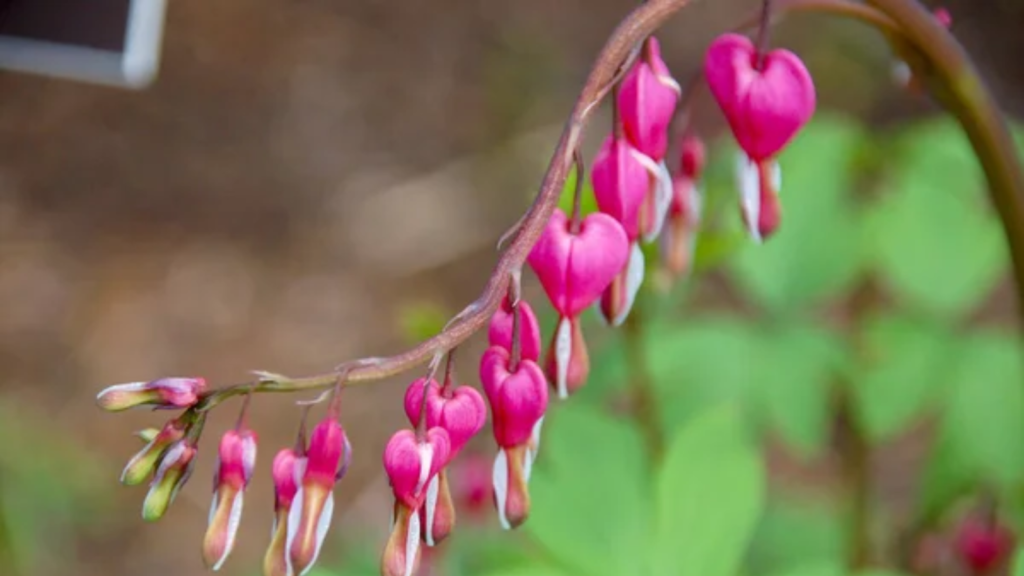 bleeding hearts