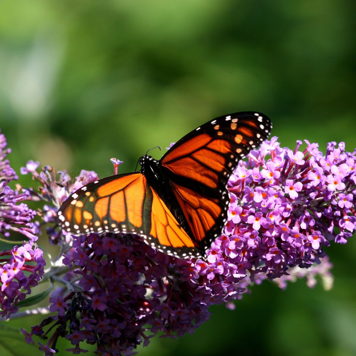 10 Things I Did That Brought More Butterflies to My Backyard
