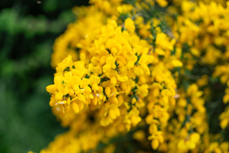 Scotch Broom