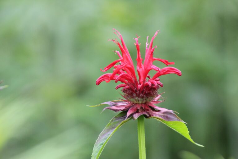 Bee Balm