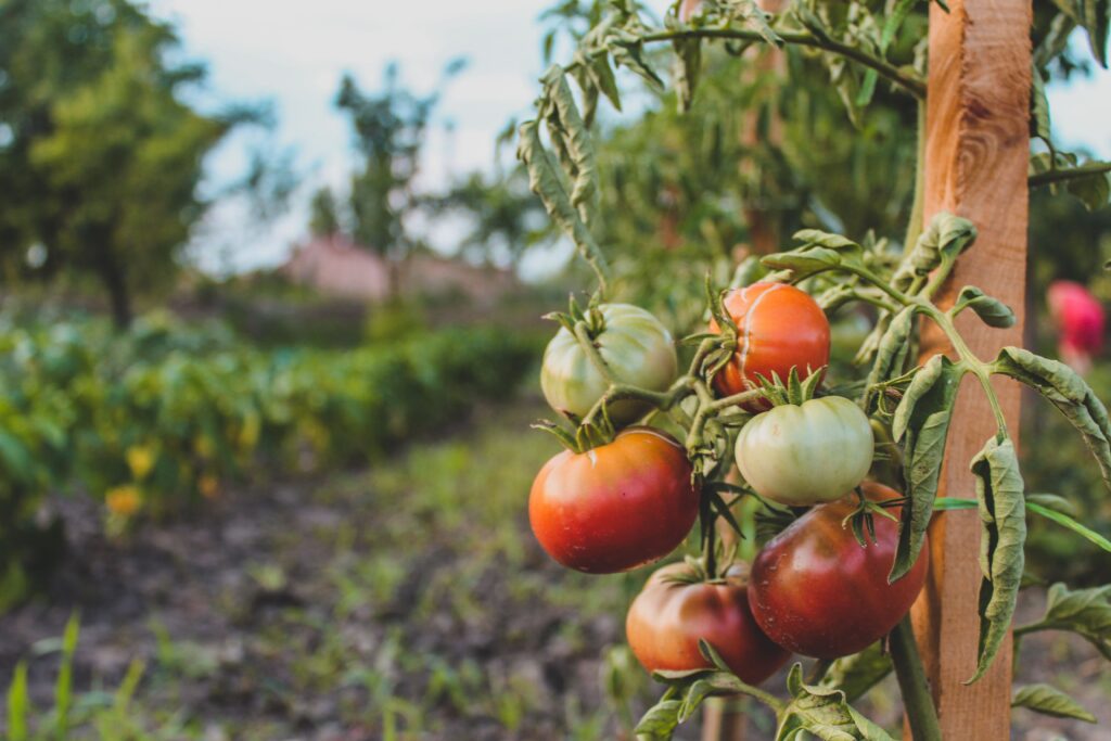tomato