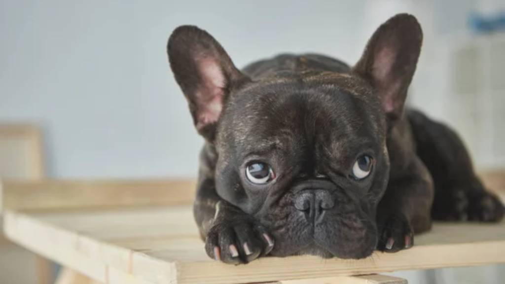 French Bulldog