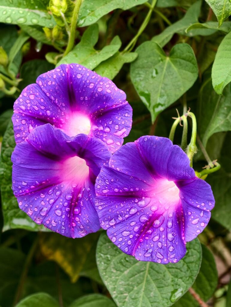 morning glory