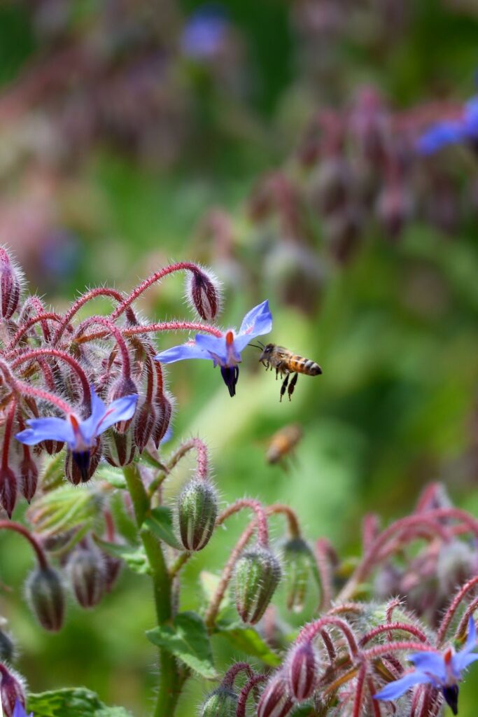 borage