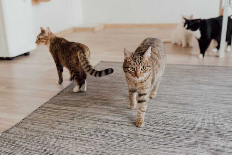 Cats