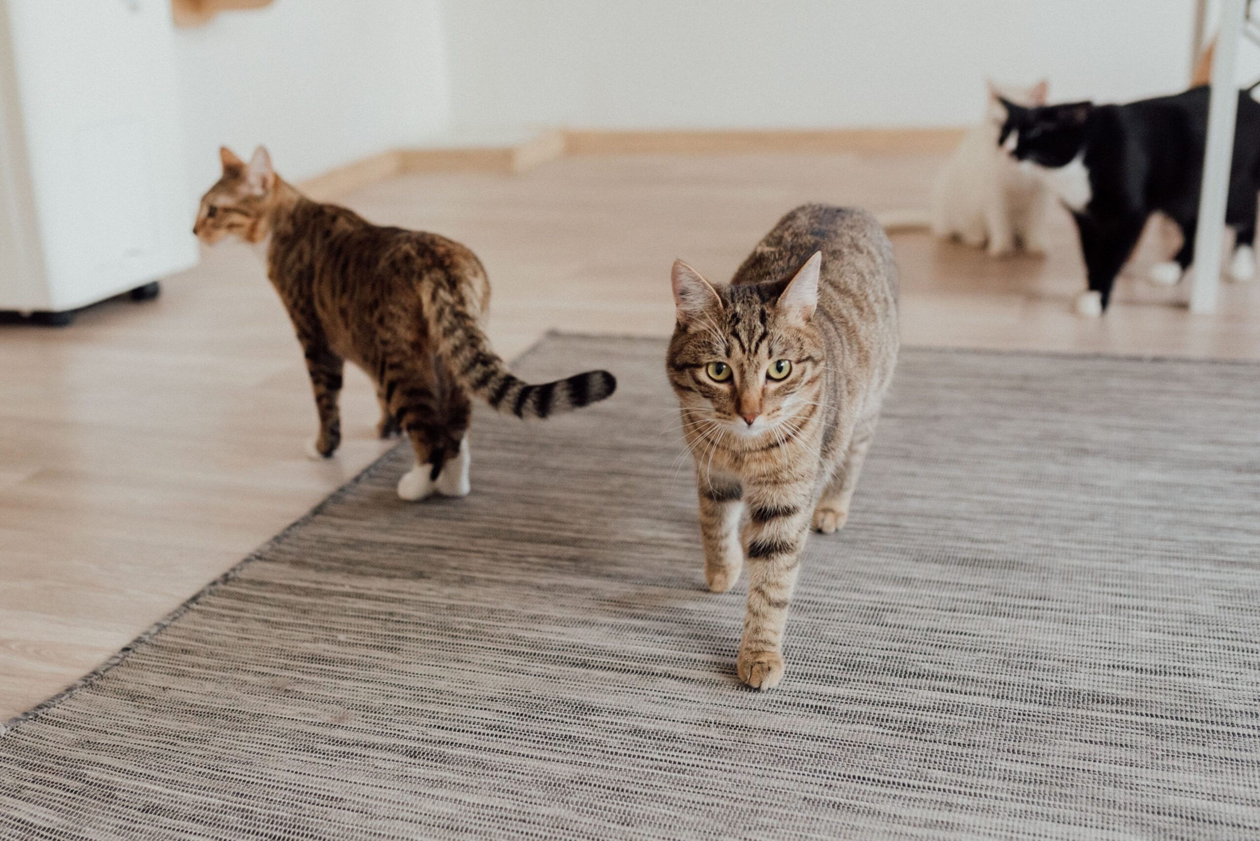 Cats