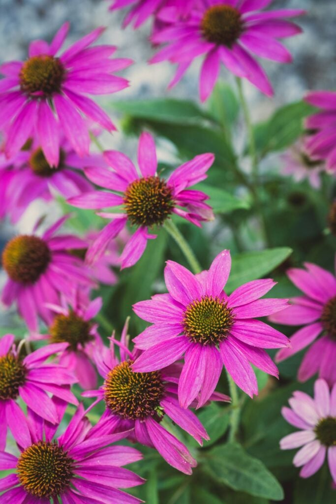 coneflower