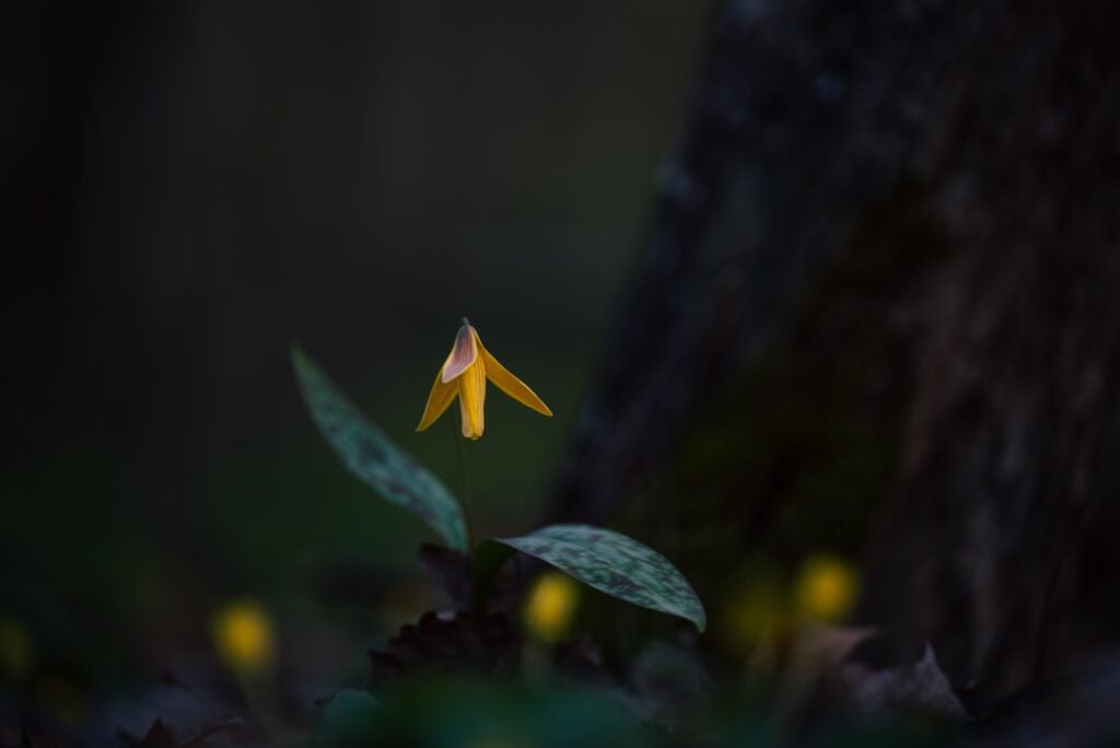 Bellwort