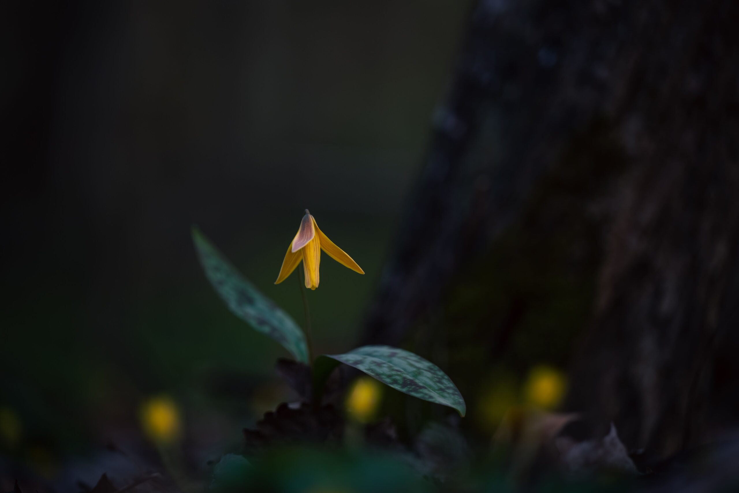 Bellwort