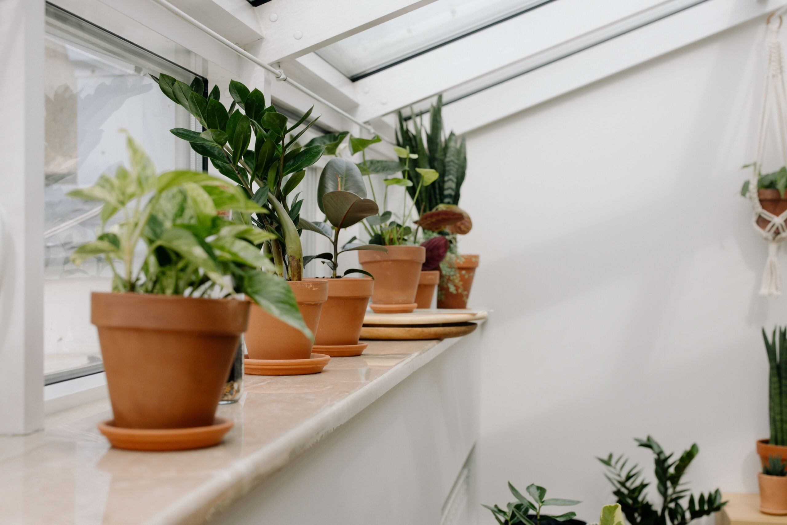houseplants