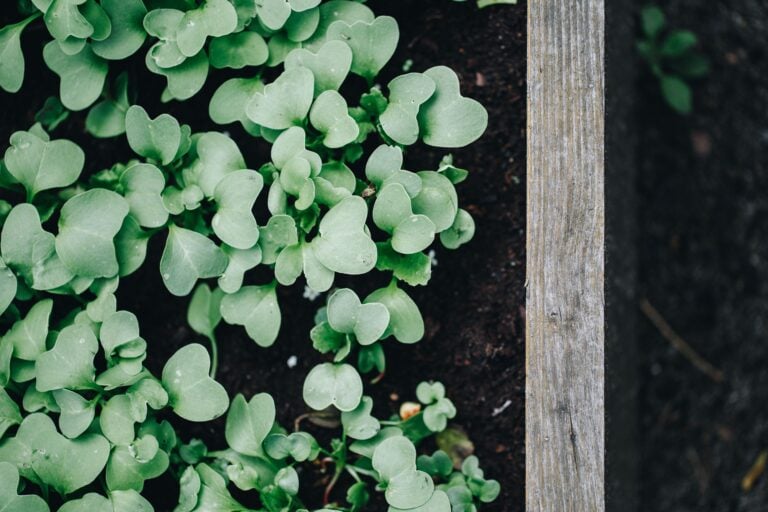 raised garden bed
