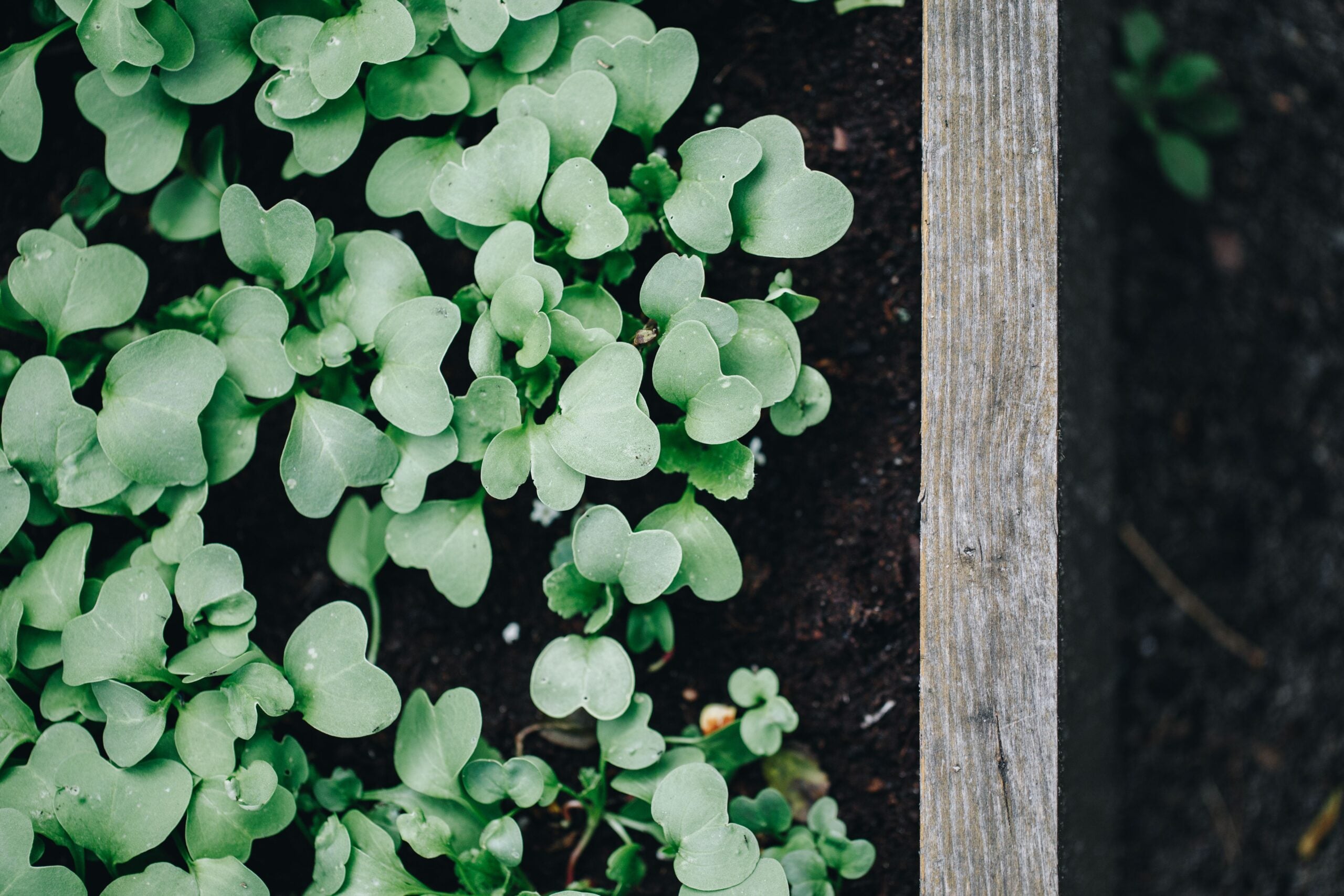raised garden bed