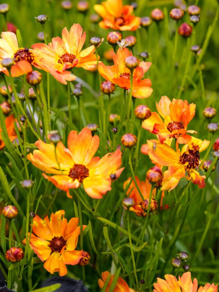 Mums May Be a Fall Favorite, but These Stunning Fall Flowers Give Them Some Serious Competition