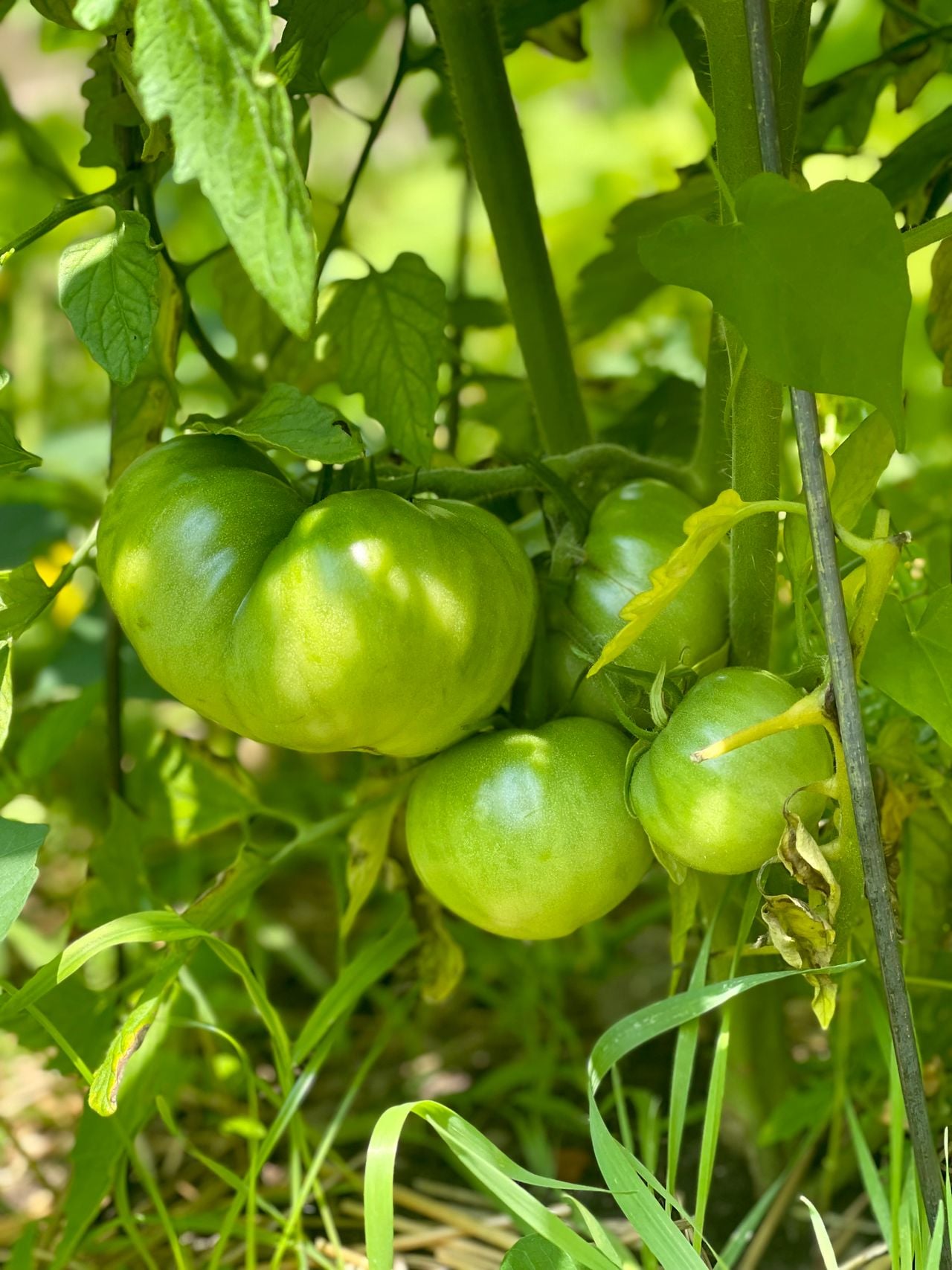How to get every last stubborn green tomato to ripen into a juicy red one