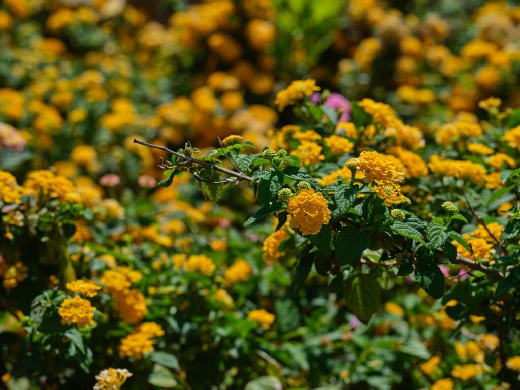 Trailing Lantana