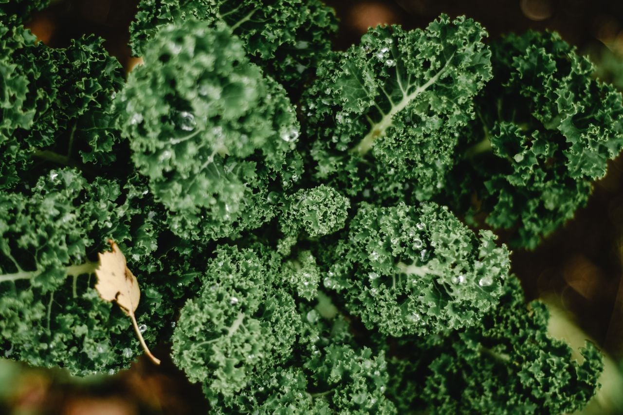 growing kale