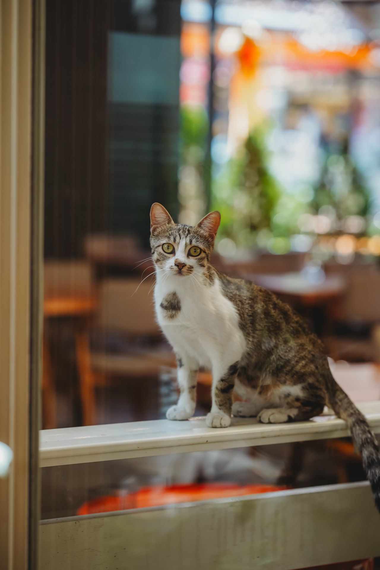 cat looking out window