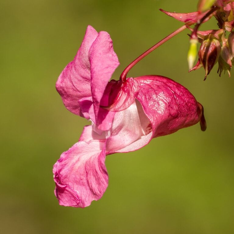 Move Over, Mums — These Fall Flowers Deserve a Spot in Your Garden
