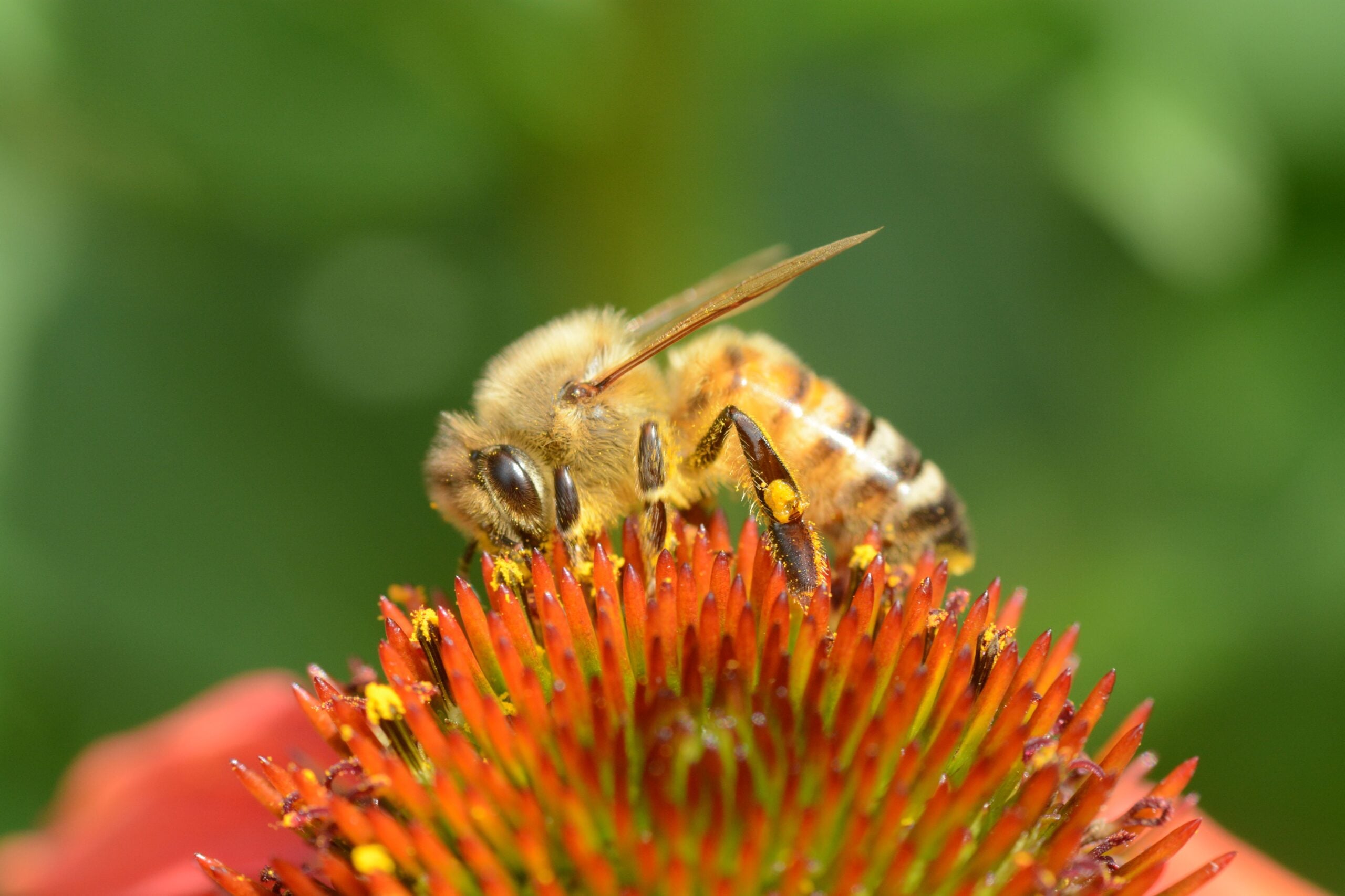 Making Room for Pollinators