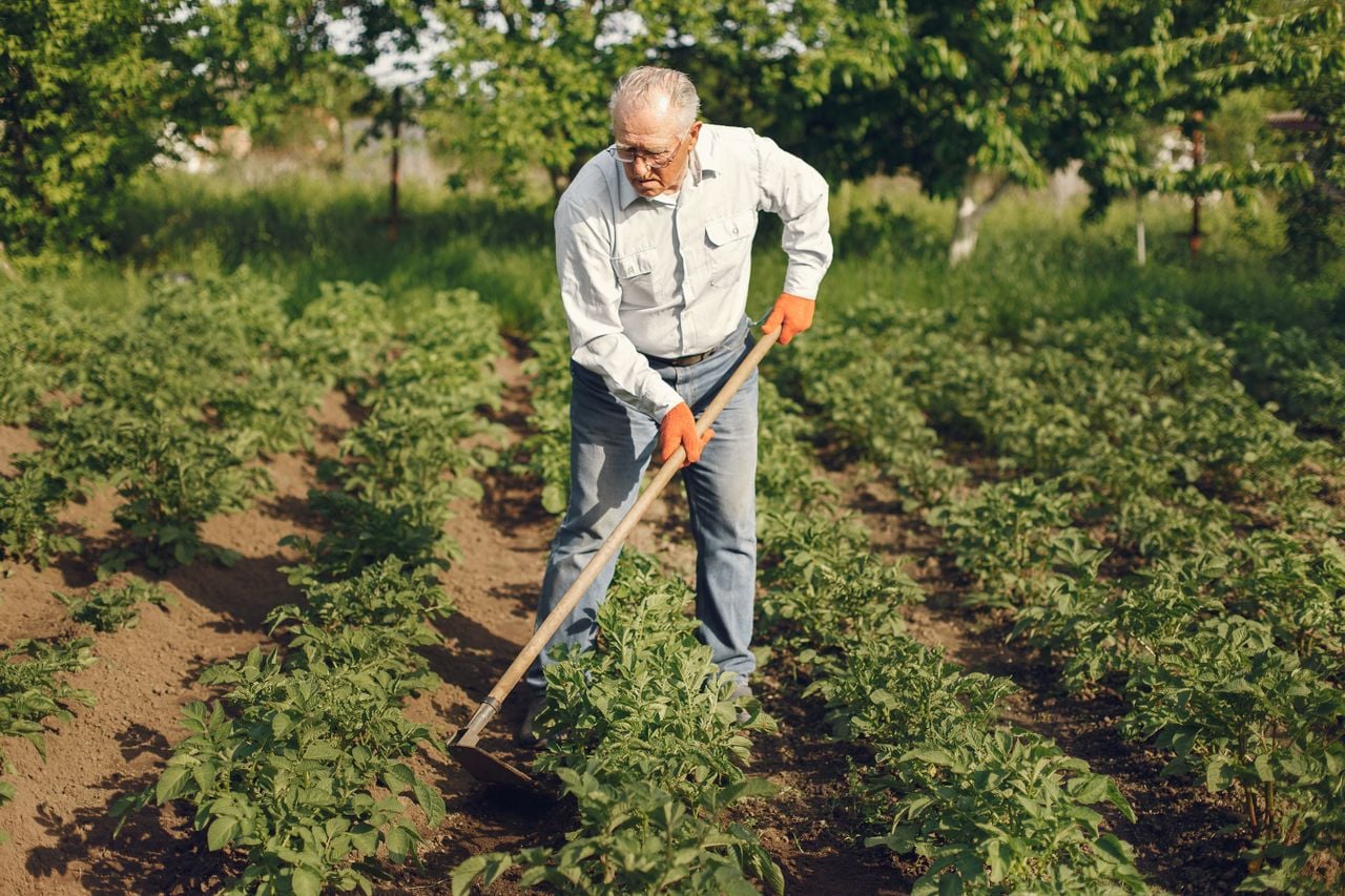 older guy in the garden