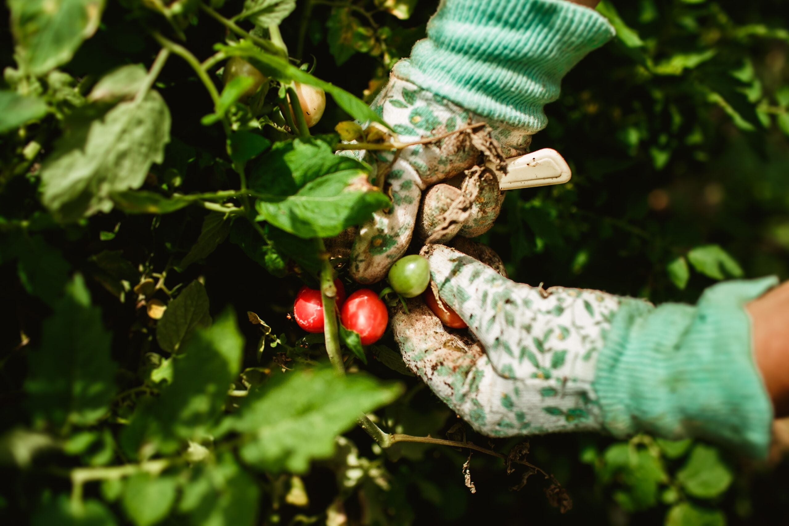 Tomato Garden