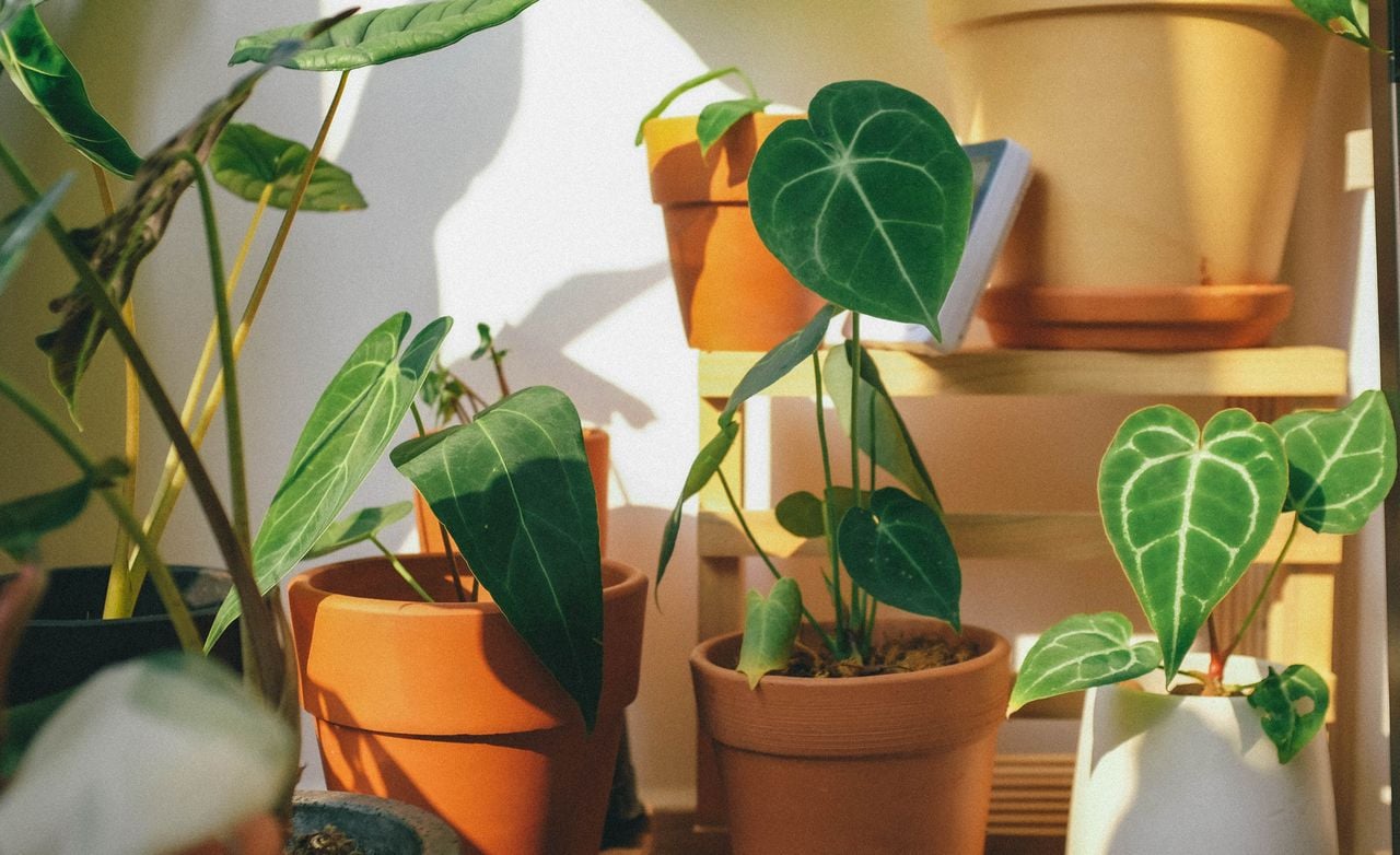 houseplants
