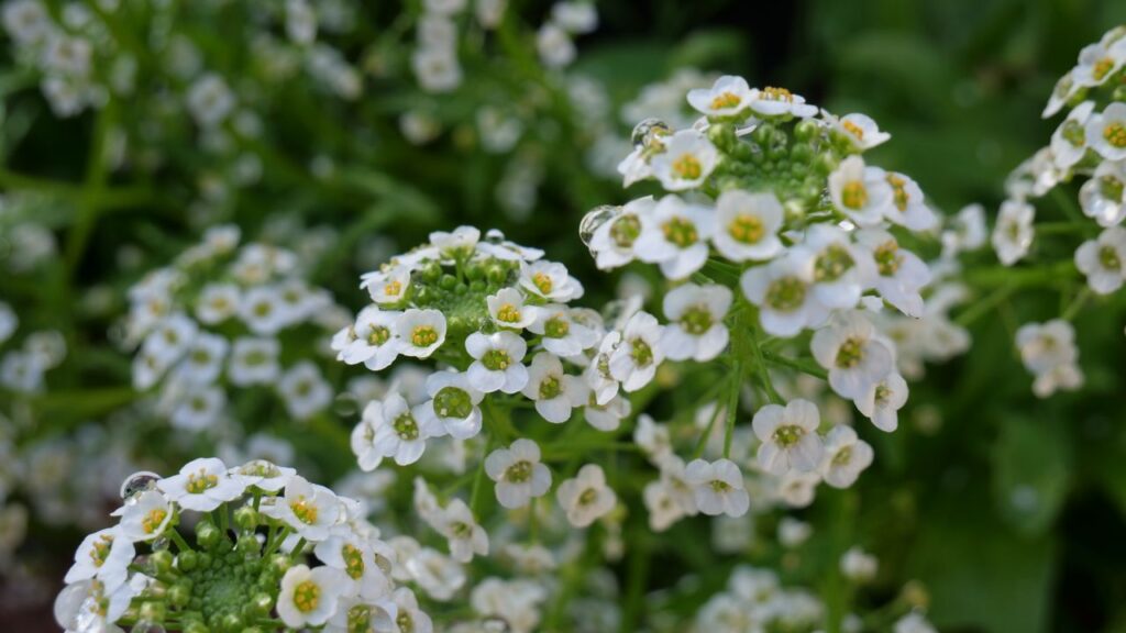 sweet alyssum