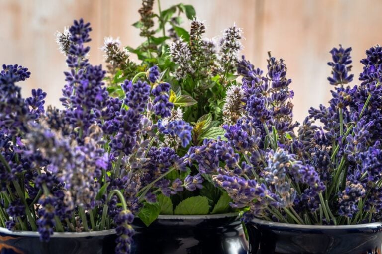 lavendar