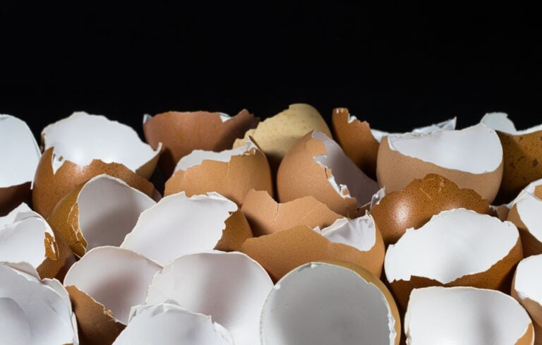 egg shells
