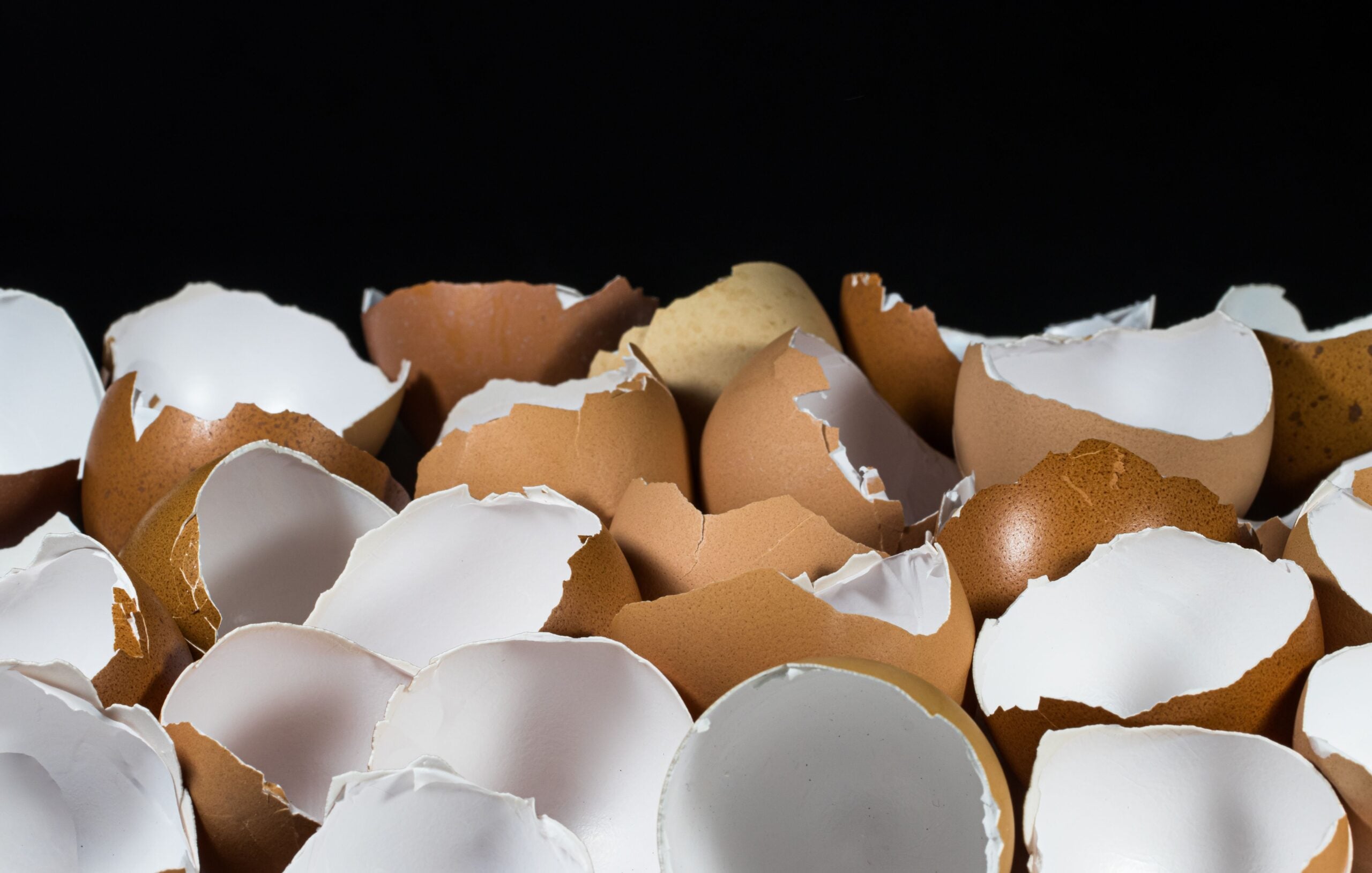 egg shells