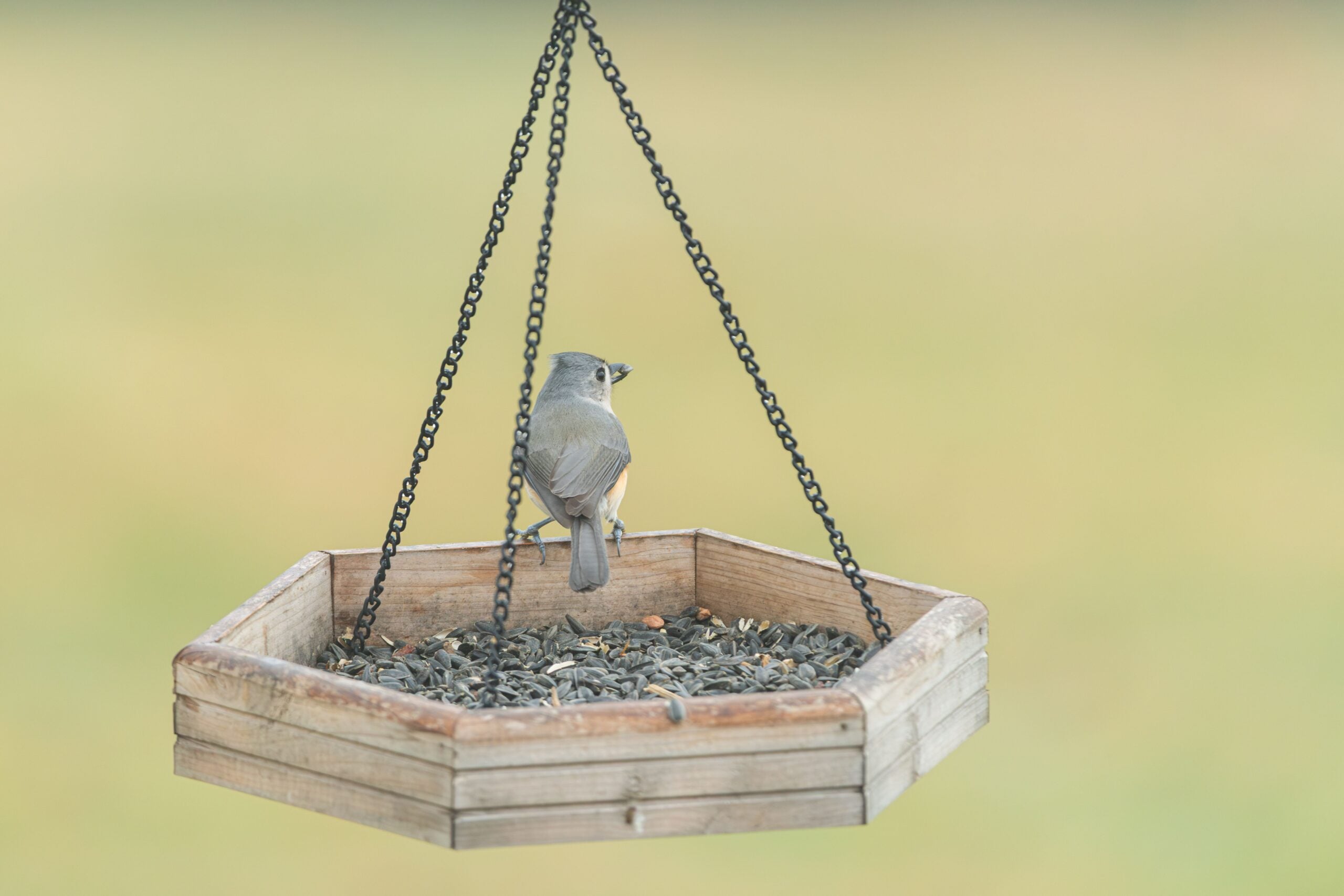 birds