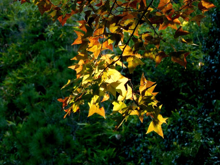 Sweetgum
