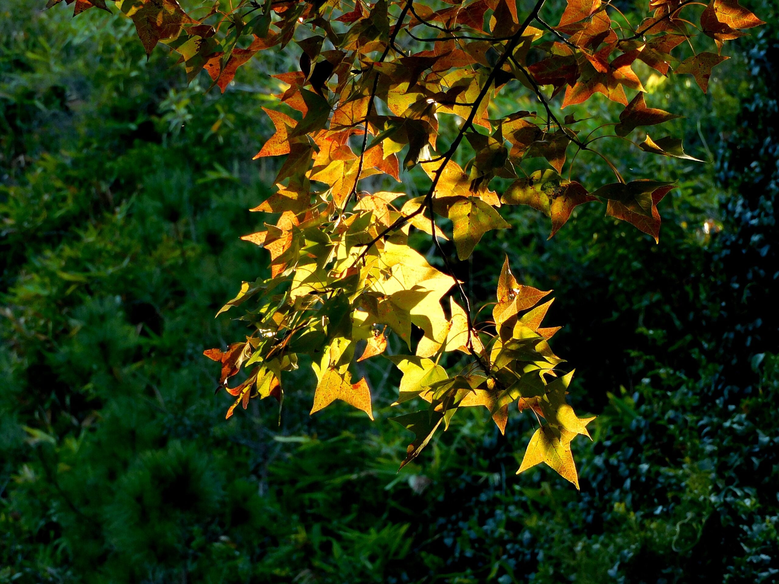 Sweetgum