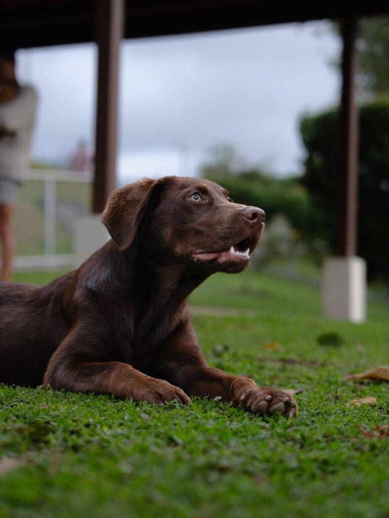 dog