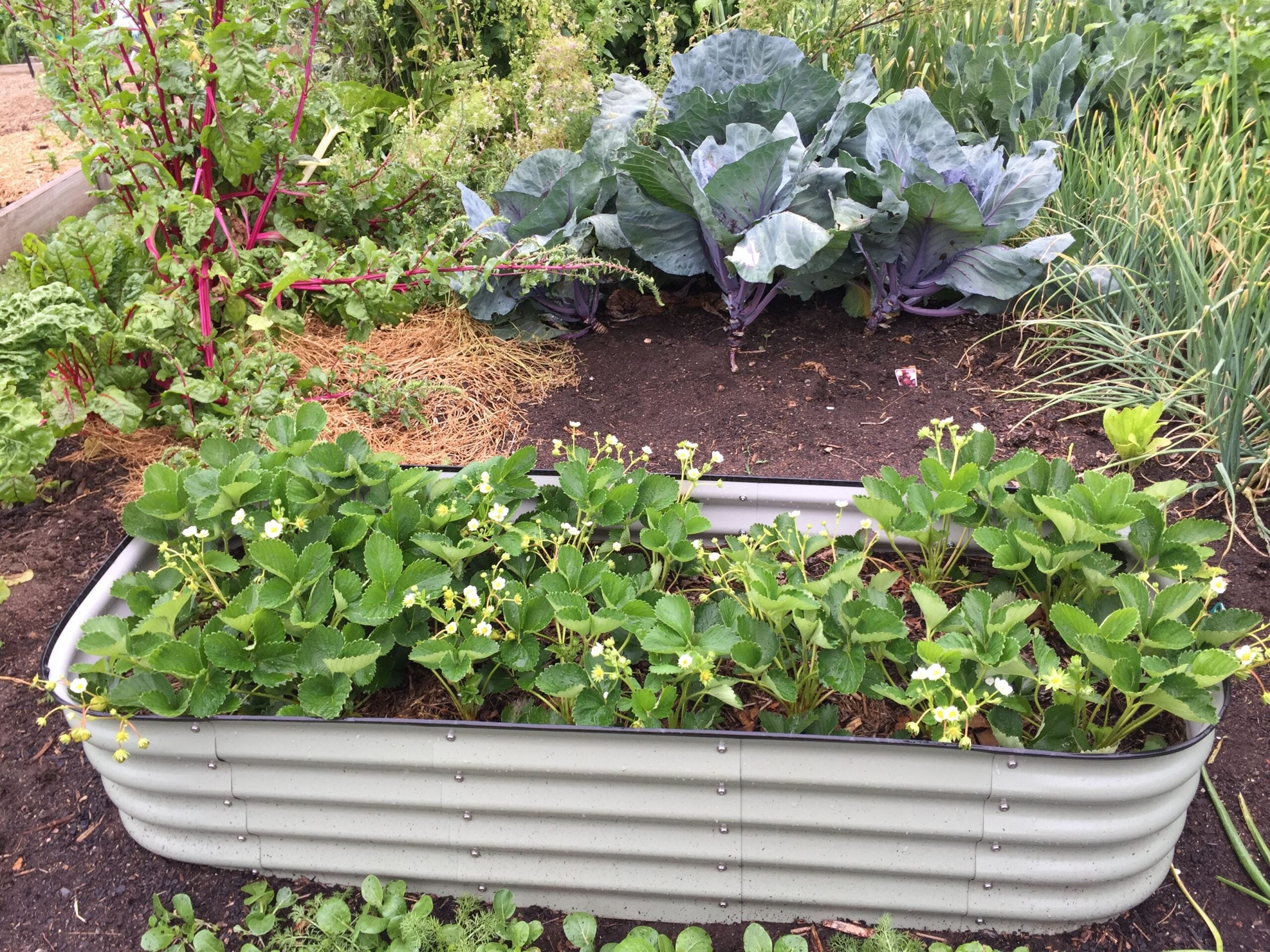 Garden Beds