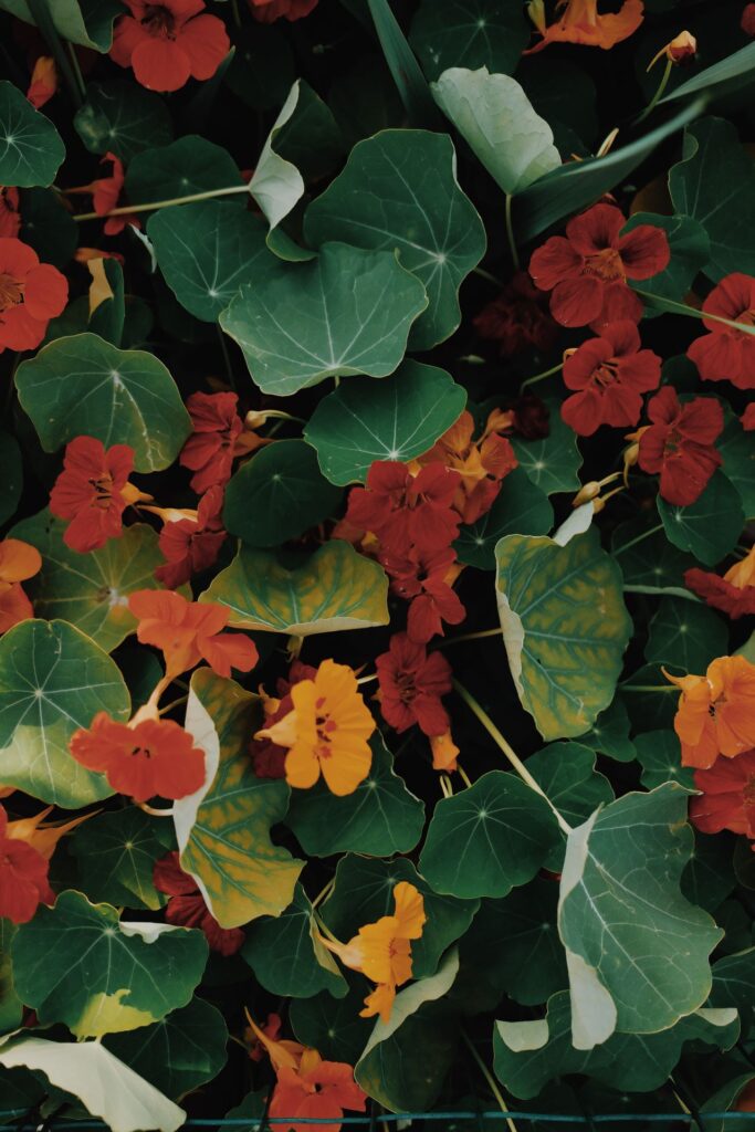 Nasturtiums