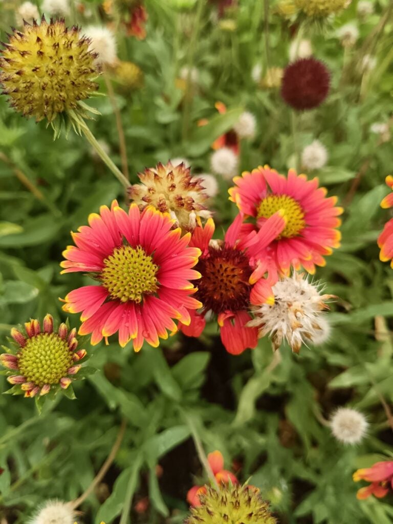 blanket flower