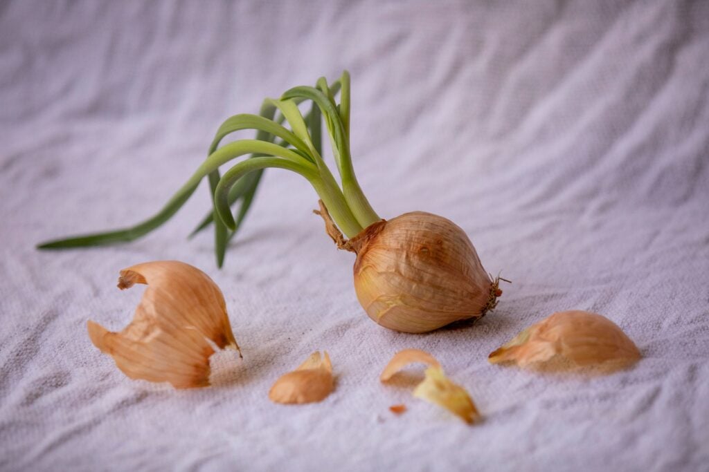 Garlic sprout